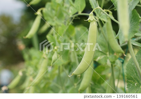 Snap peas Snap peas 139160561
