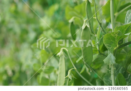 豌豆 139160565