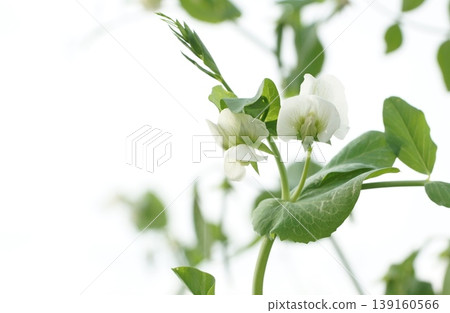 活潑的花朵 139160566