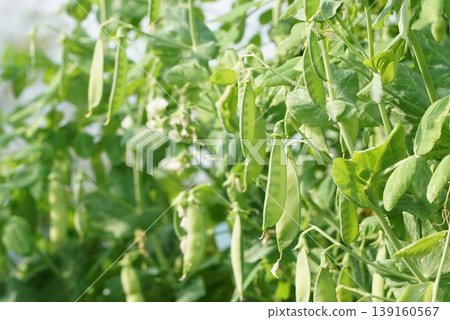 豌豆 豌豆 139160567