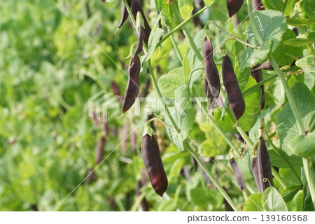 埃及艷後 139160568