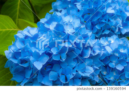 Blue hydrangeas and vibrant green leaves: A fantastical background image. Blue hydrangeas and vibrant green leaves: A fantastical background image. 139160594
