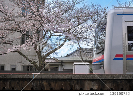 A landscape featuring cherry blossoms and a train: Keisei Electric Railway, Onigoe Station A landscape featuring cherry blossoms and a train: Keisei Electric Railway, Onigoe Station 139160723