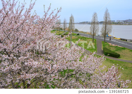 千葉縣阿比庫市手賀沼湖,櫻花盛開 千葉縣阿比庫市手賀沼湖,櫻花盛開 139160725