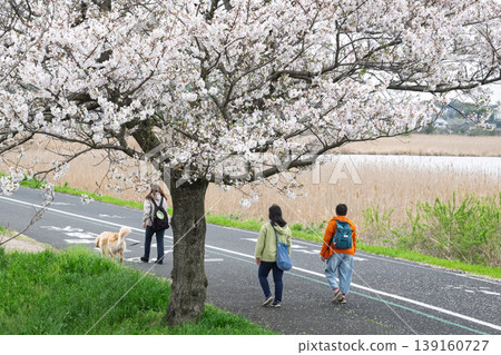 Walking along the cherry blossom-lined street 139160727