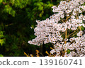 櫻花和嫩葉 139160741