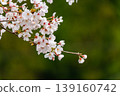 櫻花盛開，綠葉環繞，景色優美。 139160742