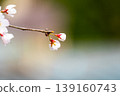 櫻花開了 139160743