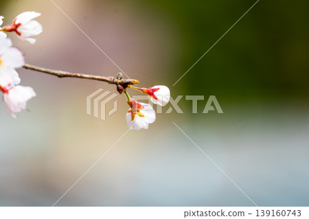 櫻花開了 櫻花開了 139160743