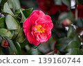 紅山茶花 139160744