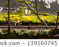 櫻花盛開，枝頭覆滿青苔 139160745