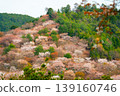 山中盛開的山櫻 139160746