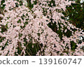 哭泣的櫻花盛開 139160747