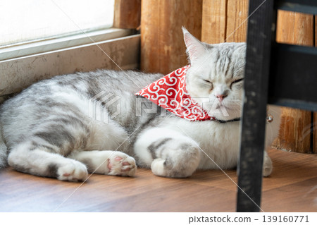 Lying cat Lying cat 139160771