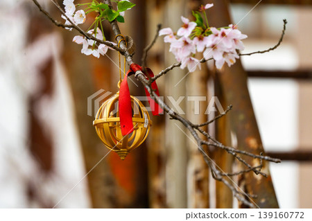 Cherry blossoms bathed in spring sunlight and a golden basket 139160772