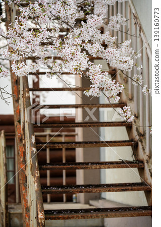 Cherry blossoms and old stairs Cherry blossoms and old stairs 139160773