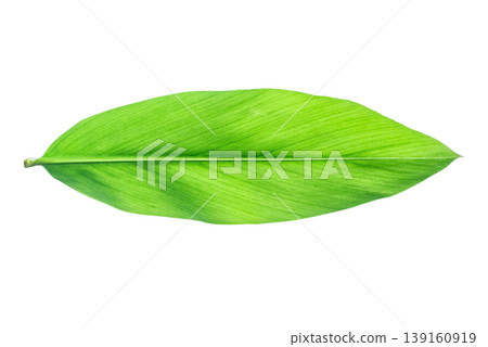 banana leaf isolated on white background banana leaf isolated on white background 139160919