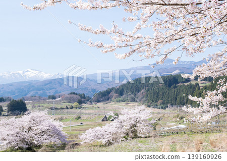 [Cherry Blossoms] Azuma Mountain Range, Cherry Blossoms, and Niwasaka Farm 139160926