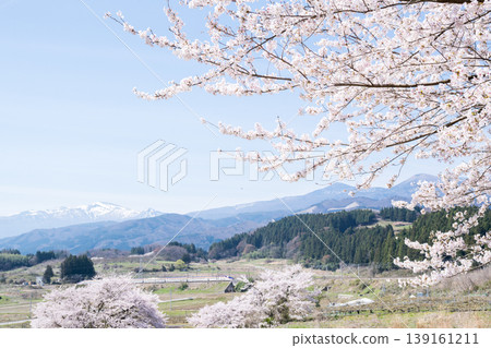 [Yamagata Shinkansen] The Limited Express Tsubasa runs with cherry blossoms in full bloom and the Azuma mountain range in the background. 139161211