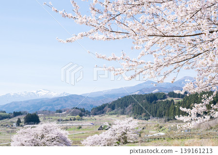 [Yamagata Shinkansen] The Limited Express Tsubasa runs with cherry blossoms in full bloom and the Azuma mountain range in the background. 139161213
