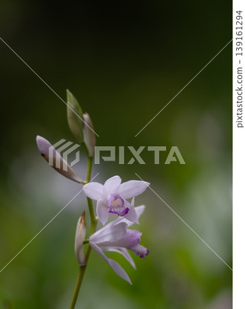 Beautiful white orchids bloom in the flowerbeds in early summer. 139161294