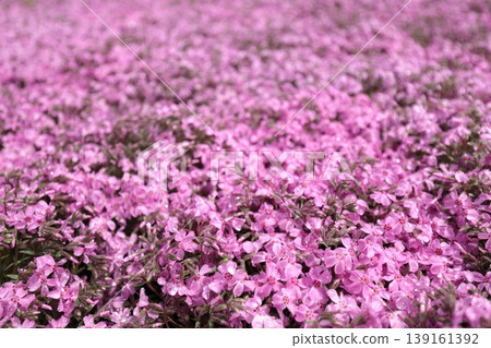 Many moss phlox flowers have started to bloom beautifully. 139161392