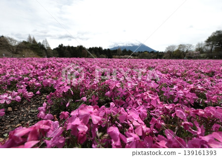 A field of pink moss phlox in full bloom 139161393
