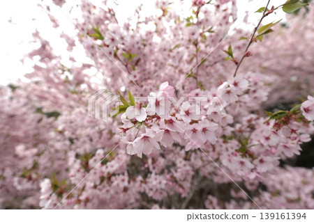 The mountain cherry blossoms are in bloom. The mountain cherry blossoms are in bloom. 139161394
