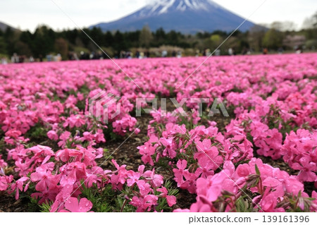 Moss phlox in full bloom and Mt. Fuji covered with snow Moss phlox in full bloom and Mt. Fuji covered with snow 139161396