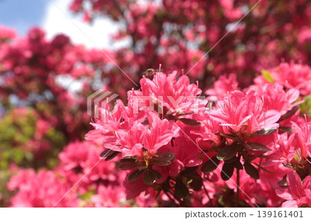 Azaleas in full bloom 139161401