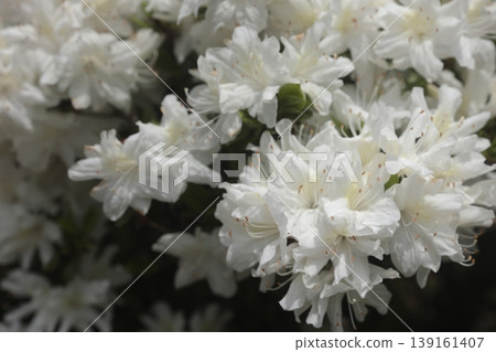 White azalea flowers have bloomed. White azalea flowers have bloomed. 139161407