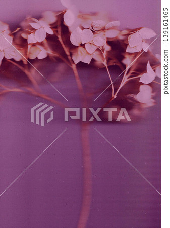 Artistic botanical macro photography of hydrangea flowers with a vintage film effect, featuring vibrant purple tones, grainy textur. Artistic botanical macro photography of hydrangea flowers with a vintage film effect, featuring vibrant purple tones, grainy textur. 139161465