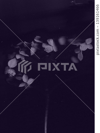 Moody dark botanical photography of delicate hydrangea flowers in deep purple tones, a grainy film texture, minimalist composition for mysterious flor Moody dark botanical photography of delicate hydrangea flowers in deep purple tones, a grainy film texture, minimalist composition for mysterious flor 139161466