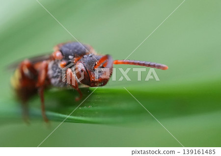 Detailed extreme closeup of a female the colorful Variable nomad cleptoparasite bee, Nomada zonata on a straw of grass Detailed extreme closeup of a female the colorful Variable nomad cleptoparasite bee, Nomada zonata on a straw of grass 139161485