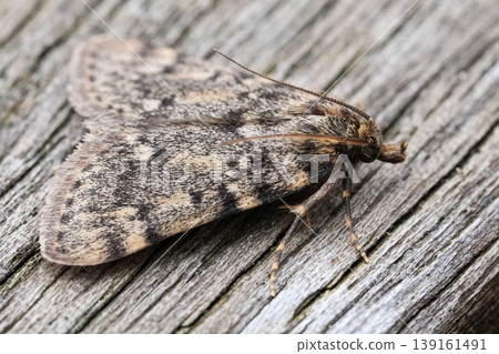Closeup on a synanthropic large tabby or grease moth, Aglossa pinguinalis sitting on a peice of wood in the garden 139161491