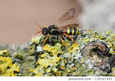 Closeup on a female painted nomad bee , Nomada fucata , a host parasite bee on the yellow legged mining bee, Andrena flavipes Closeup on a female painted nomad bee , Nomada fucata , a host parasite bee on the yellow legged mining bee, Andrena flavipes 139161493