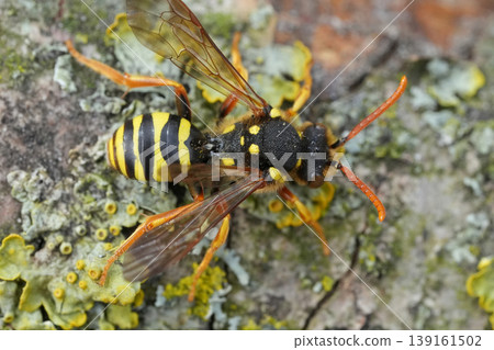 Dorsal closeup on a red-eyed female Goodens nomad bee, Nomada goodeniana , a parasite on Andrena nitida mining bee 139161502