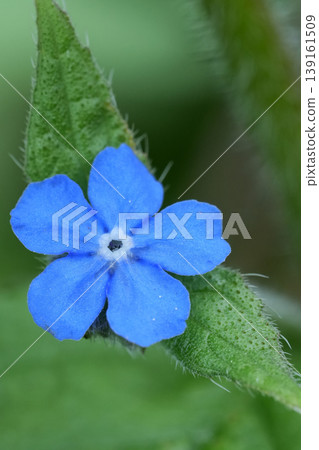 Vibrant Blue Five-Petal flower of green alkanet or evergreen bugloss Pentaglottis sempervirens on Green Foliage, Close-Up Macro Shot with Soft Natural Light and Bokeh Vibrant Blue Five-Petal flower of green alkanet or evergreen bugloss Pentaglottis sempervirens on Green Foliage, Close-Up Macro Shot with Soft Natural Light and Bokeh 139161509