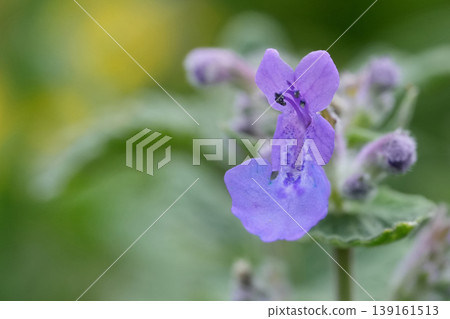 Vibrant Purple Catswort Bloom, Nepeta cataria Macro Shot with Soft Green Background Delicate Petals and Natural Light Detail Vibrant Purple Catswort Bloom, Nepeta cataria Macro Shot with Soft Green Background Delicate Petals and Natural Light Detail 139161513