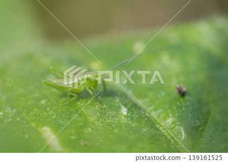 Closeup on a very small nymph great green bush-cricket,Tettigonia viridissima Closeup on a very small nymph great green bush-cricket,Tettigonia viridissima 139161525