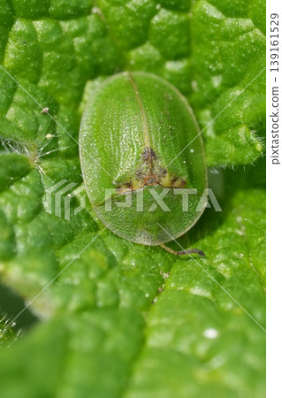 Closeup on a vibrant green tortoise beetle , Cassida viridis hiding in the vegetation 139161529