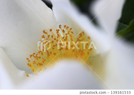 花園裡盛開著白色的浪速玫瑰。 139161533