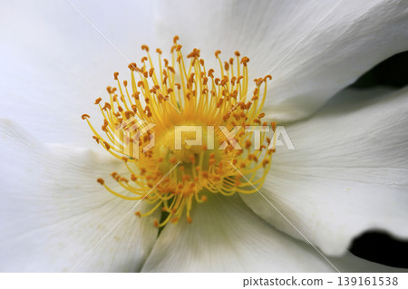 花園裡盛開著白色的浪速玫瑰。 139161538