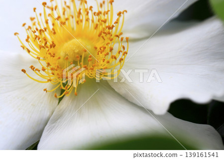 花園裡盛開著白色的浪速玫瑰。 139161541