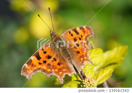 Close up of a vibrant orange Comma Butterfly , Polygonia c-album with black spots resting on fresh green leaves in natural sunlight Close up of a vibrant orange Comma Butterfly , Polygonia c-album with black spots resting on fresh green leaves in natural sunlight 139161543
