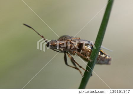 Closeup on a small brown Rhopalid bug, Stictopleurus punctatonervosus on a straw of grass 139161547