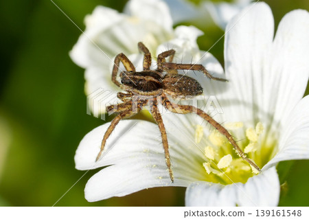 Closeup on a colorful brown Wolf spider, Pardosa species on a white garden star-of-Bethlehem flower Closeup on a colorful brown Wolf spider, Pardosa species on a white garden star-of-Bethlehem flower 139161548