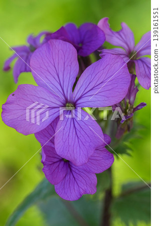 Closeup on the vibrant purple annual honesty, silver dollar, dollar plant, or moonwort wildflower, Lunaria annua against a light green background Closeup on the vibrant purple annual honesty, silver dollar, dollar plant, or moonwort wildflower, Lunaria annua against a light green background 139161551