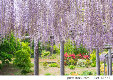 The wisteria trellis in full bloom on the hill where wisteria blooms, and the azaleas standing out against the fresh green leaves. The wisteria trellis in full bloom on the hill where wisteria blooms, and the azaleas standing out against the fresh green leaves. 139161555