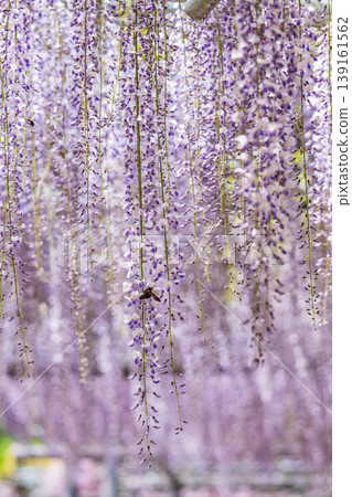 A bumblebee visits the wisteria in full bloom. A bumblebee visits the wisteria in full bloom. 139161562